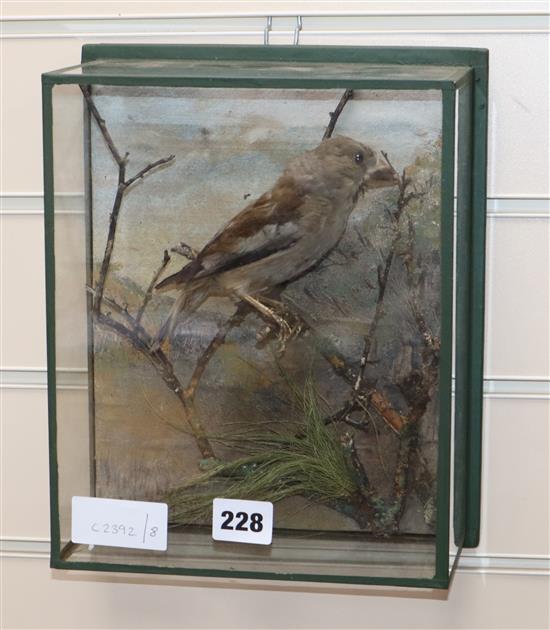 A taxidermic hawfinch